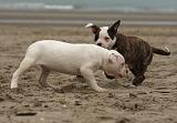 BOULEDOGUE AMERICAIN 255